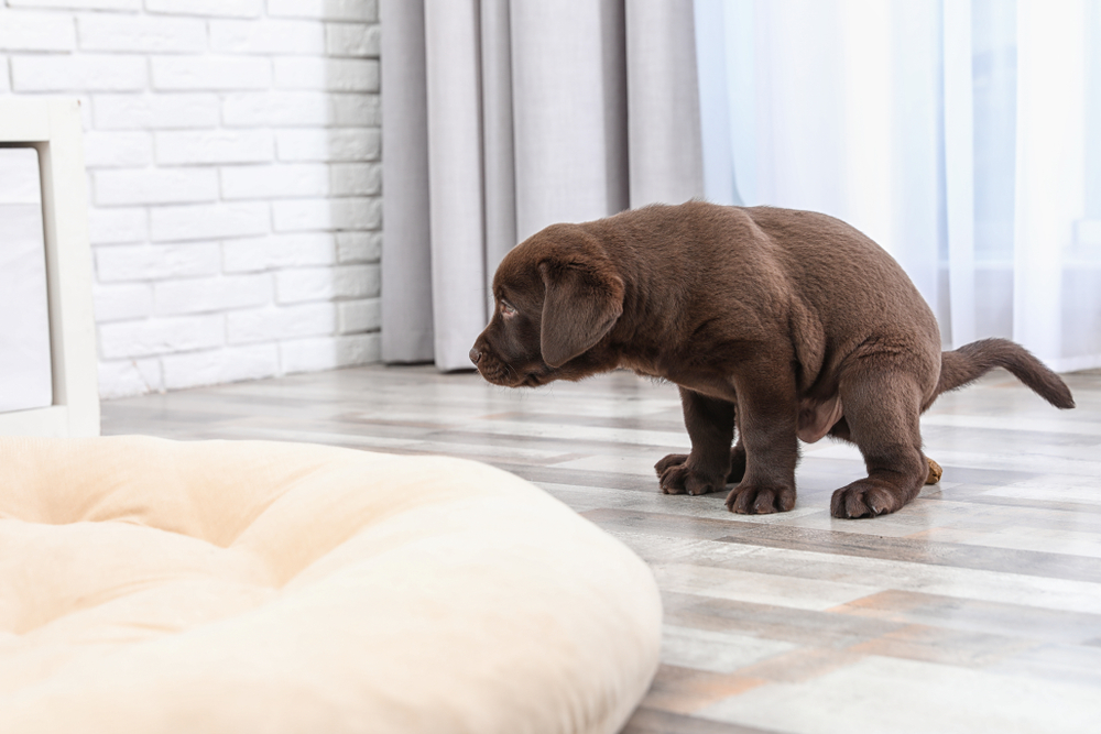 Dog Behavior Problems Pooping In The House My Growing Dog